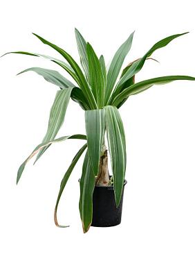 Кринум азиатский Кринум азиатский