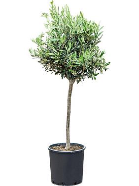 Оливковое дерево (Олива европейская)