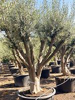 Оливковое дерево (Олива европейская) H275 D100 см
