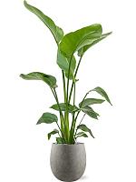 Стрелиция Николая H75 D21 см