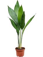 Аспидистра Элатиор высокая H40 D11 см