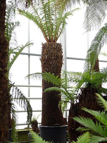 Диксония антарктическая Диксония антарктическая