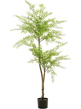 Софора искусственная Софора искусственная