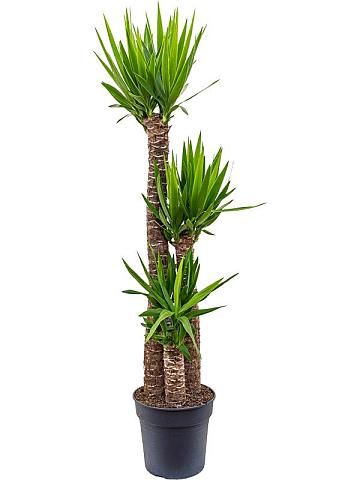 Юкка Слоновая 3 ствола