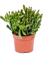 Крассула Овата Хорн Три H20 D12 см