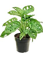 Монстера Адансона косая H30 D15 см