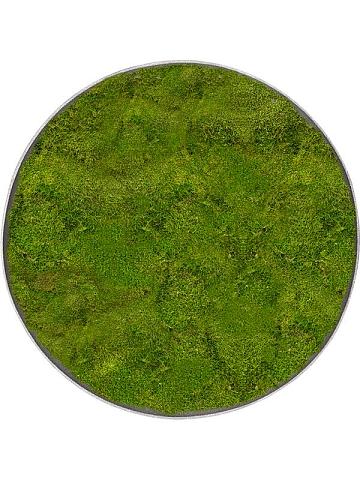 Картина из мха nova frame natural-concrete 100% flat moss Картина из мха nova frame natural-concrete 100% flat moss