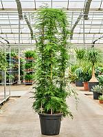 Аспарагус перистый Плюмозус H180 D38 см