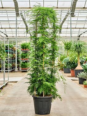 Аспарагус перистый Плюмозус