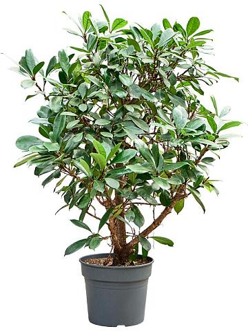 Фикус Циатистипула разветвленный Фикус Циатистипула разветвленный