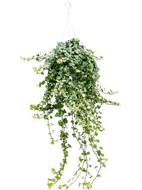 Плющ Хедера Хеликс Вандер ампельный Плющ Хедера Хеликс Вандер ампельный