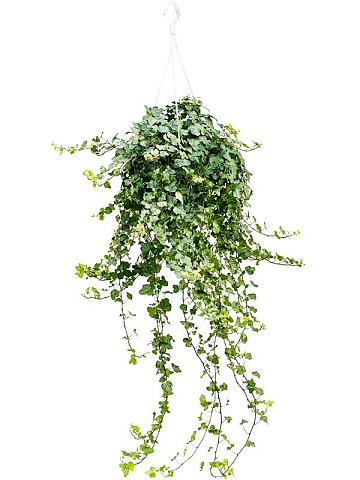 Плющ Хедера Хеликс Вандер ампельный Плющ Хедера Хеликс Вандер ампельный