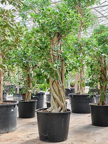 Фикус Бенгальский Одри