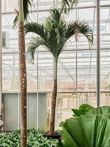 Вейтчия Мерилли (Адонидия)