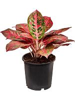 Аглаонема Бьюти H30 D13 см