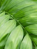 Хамедорея Элеганс изящная H100 D24 см