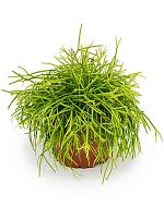 Рипсалис Бацифера Оазис H15 D11 см