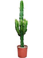 Молочай Эритрейский (Эуфорбия Эритрея) H125 D24 см