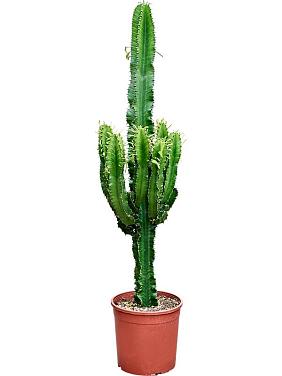 Молочай Эритрейский (Эуфорбия Эритрея)