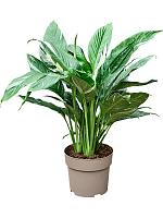 Спатифиллум Даймонд H60 D17 см