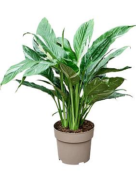 Спатифиллум Даймонд Спатифиллум Даймонд