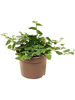 Фикус Пумила Грин Санни H15 D9 см