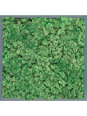Картина из мха mdf ral 7016 satin gloss 100% reindeer (grass green) Картина из мха mdf ral 7016 satin gloss 100% reindeer (grass green)
