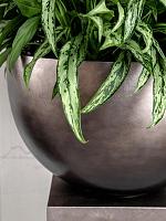 Кашпо Baq metallic silver leaf bowl matt coffee D45 H27 см Кашпо Baq metallic silver leaf bowl matt coffee D45 H27 см