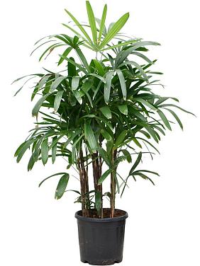 Рапис высокий Рапис высокий