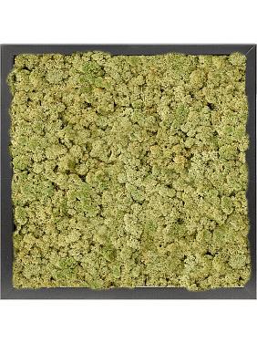 Картина из мха mdf ral 9005 satin gloss 100% reindeer moss (old green) Картина из мха mdf ral 9005 satin gloss 100% reindeer moss (old green)