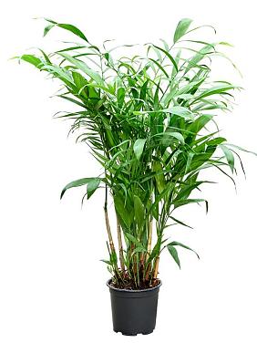 Хамедорея Зейфрица