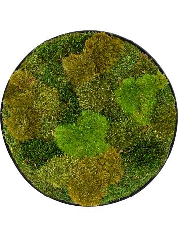 Картина из мха nova frame anthracite-concrete 20% flat and 80% exclusive moss (mix)