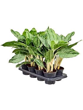 Аглаонема Чинто Квин Аглаонема Чинто Квин