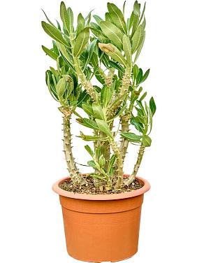 Пахиподиум Денсифлорум Пахиподиум Денсифлорум