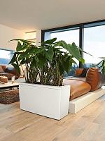 Алоказия Зебрина H65 D19 см Алоказия Зебрина H65 D19 см