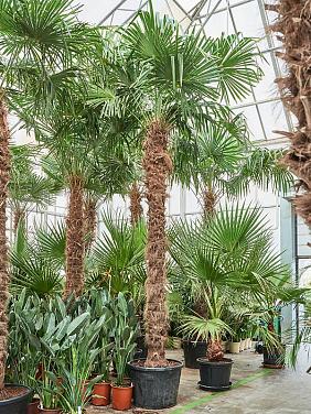 Трахикарпус Форчуна Трахикарпус Форчуна