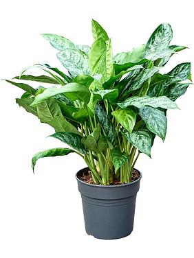 Аглаонема Шанталь Аглаонема Шанталь