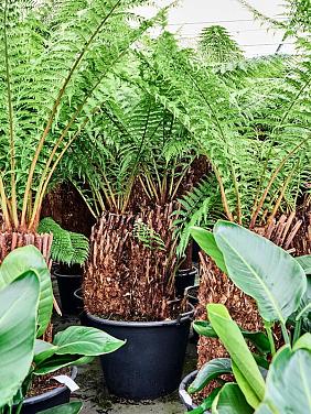 Диксония антарктическая многоствольная Диксония антарктическая многоствольная