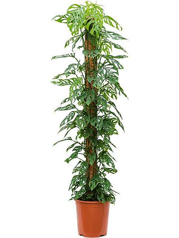 Монстера Обликва на опоре Монстера Обликва на опоре