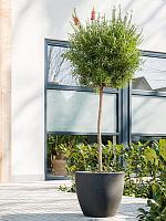 Кашпо Plain couple anthracite D46 H43 см