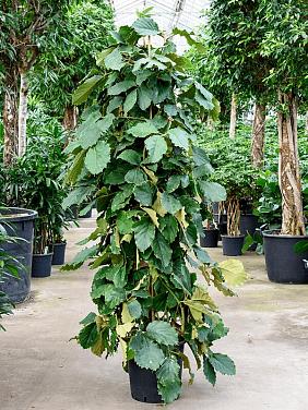 Комнатный виноград (Тетрастигма Вуанье) Комнатный виноград (Тетрастигма Вуанье)