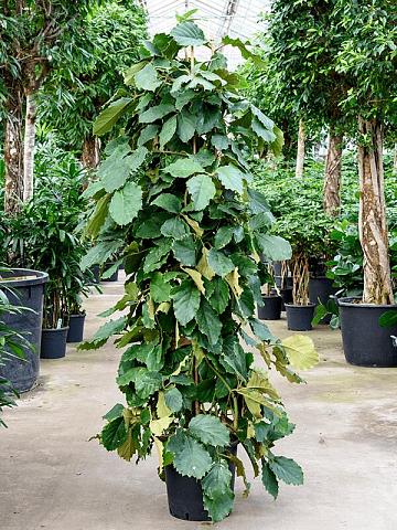 Комнатный виноград (Тетрастигма Вуанье) Комнатный виноград (Тетрастигма Вуанье)