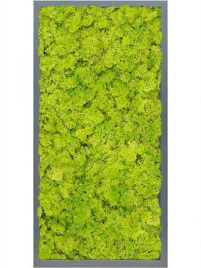Картина из мха mdf ral 7016 satin gloss 100% reindeer moss (spring green) Картина из мха mdf ral 7016 satin gloss 100% reindeer moss (spring green)