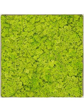 Картина из мха nova frame antique white-concrete reindeer moss (spring green)