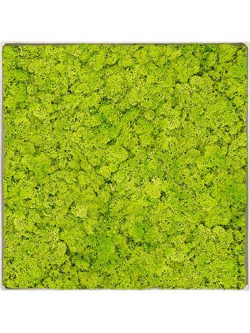 Картина из мха nova frame antique white-concrete reindeer moss (spring green) Картина из мха nova frame antique white-concrete reindeer moss (spring green)