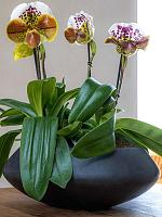 Кашпо Fiberstone tara s black D40 H15 см