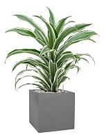Драцена Фрагранс Вайт Джевел H40 D17 см