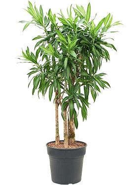 Драцена Песня Ямайки Драцена Песня Ямайки