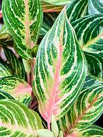 Аглаонема Дримкетчер H35 D12 см