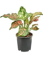 Аглаонема Ред Валентайн H30 D13 см